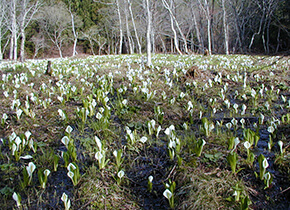 Forest of skunk cabbage